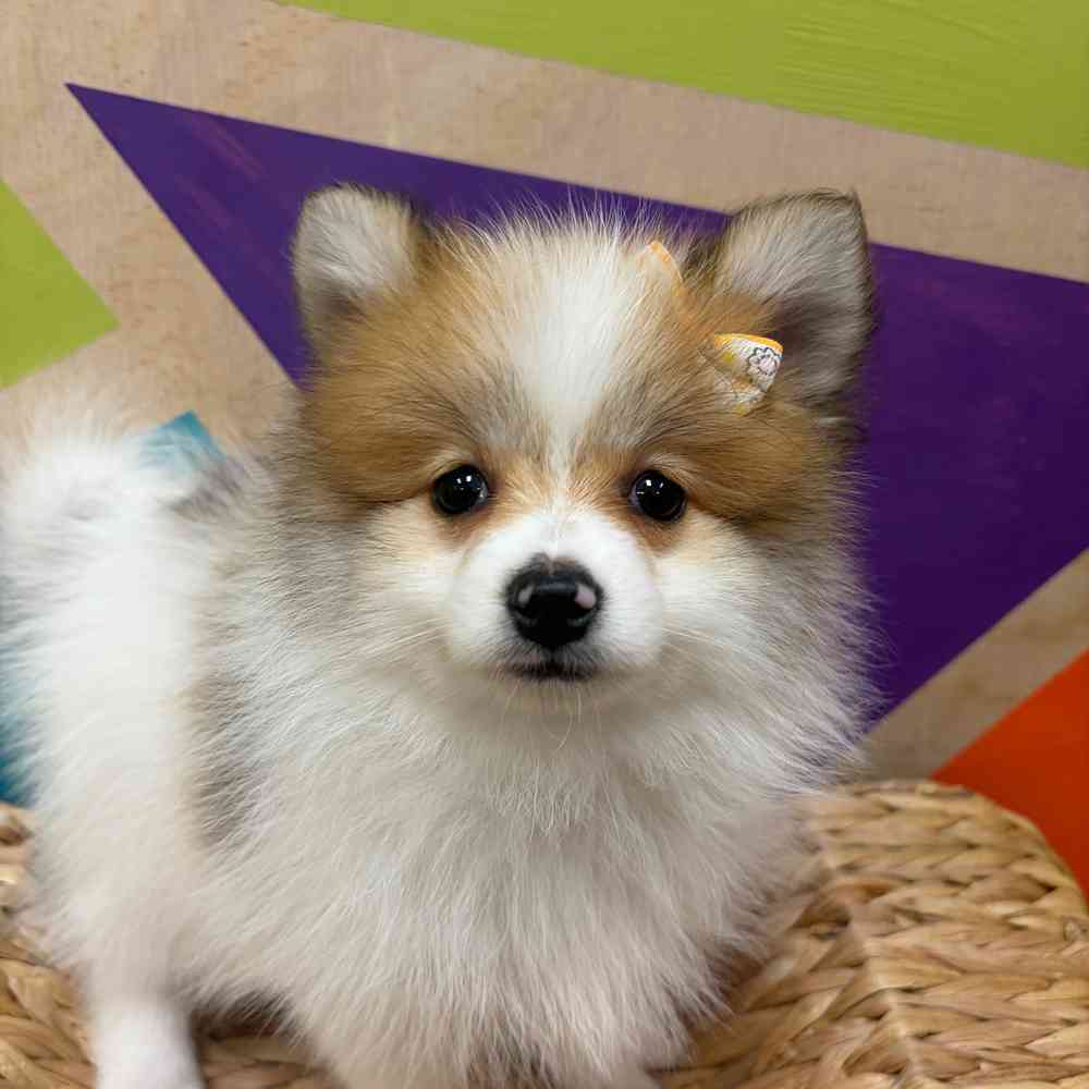 carousel pet images