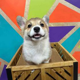 Pembroke Welsh Corgi