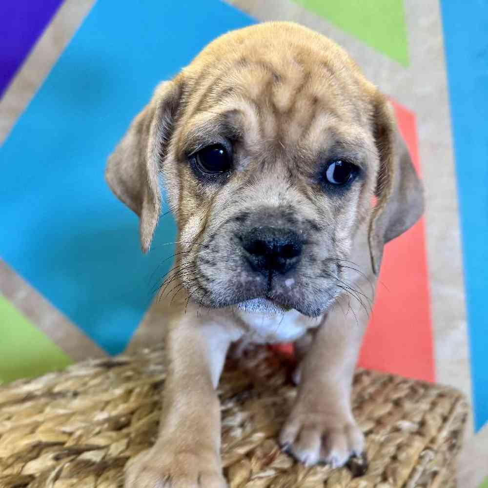 carousel pet images