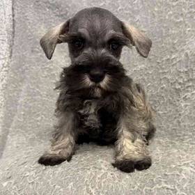 Mini Schnauzer