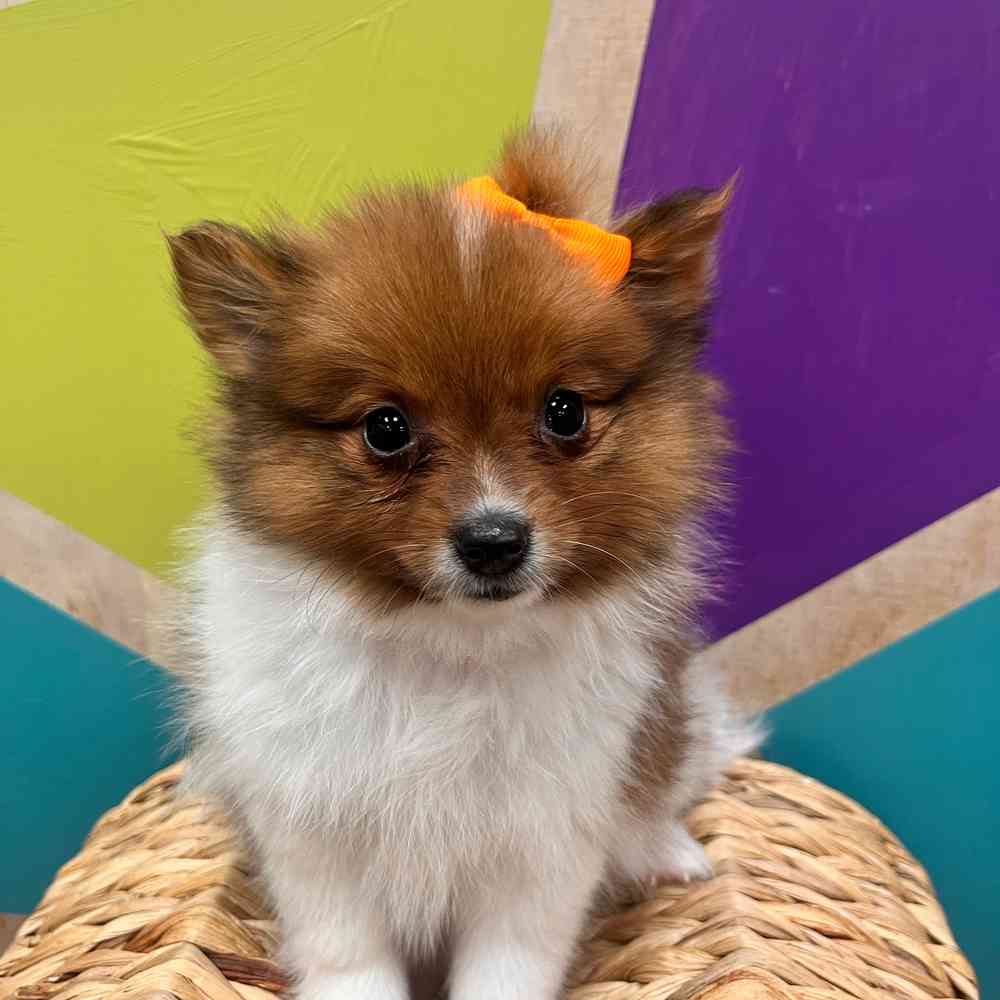 carousel pet images