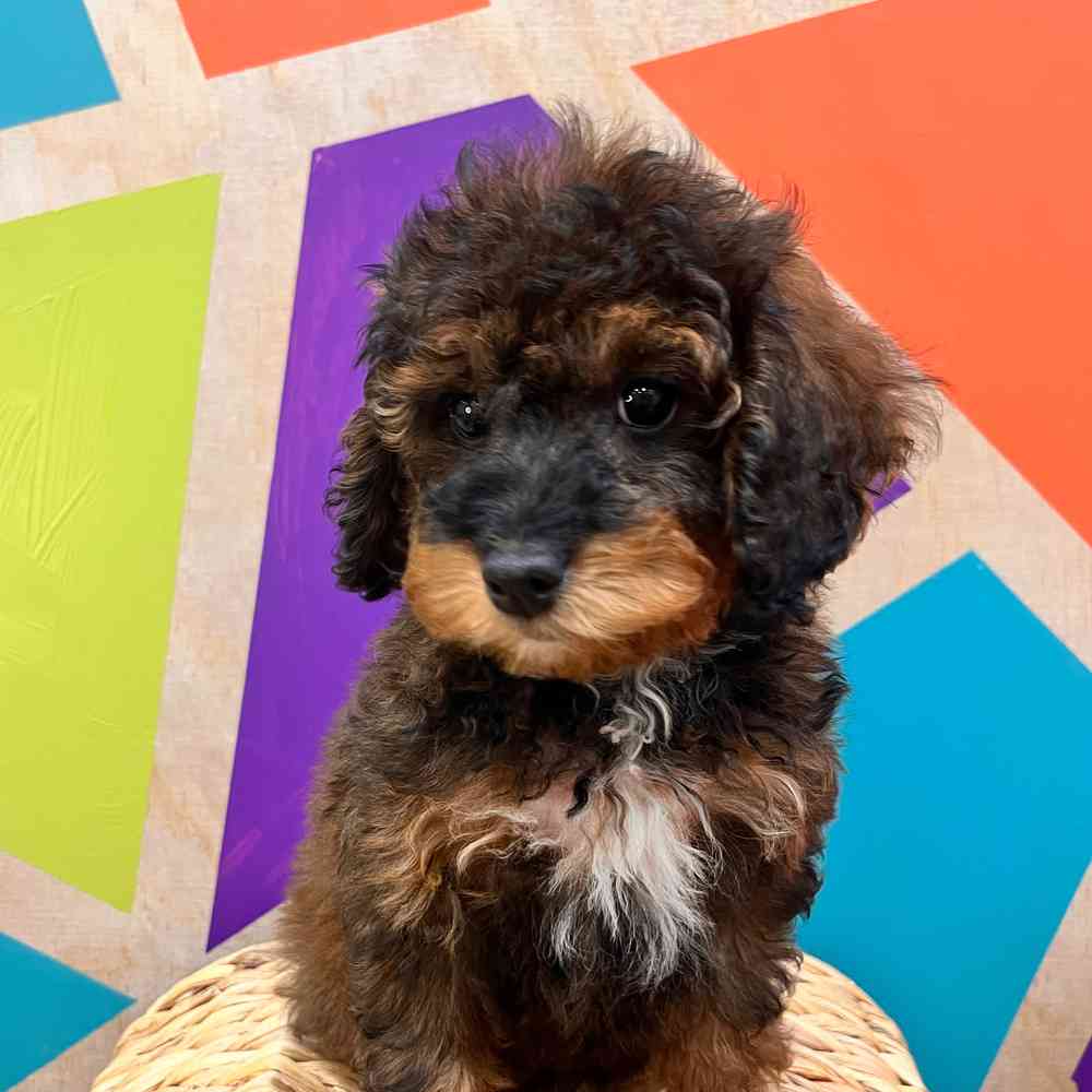 carousel pet images
