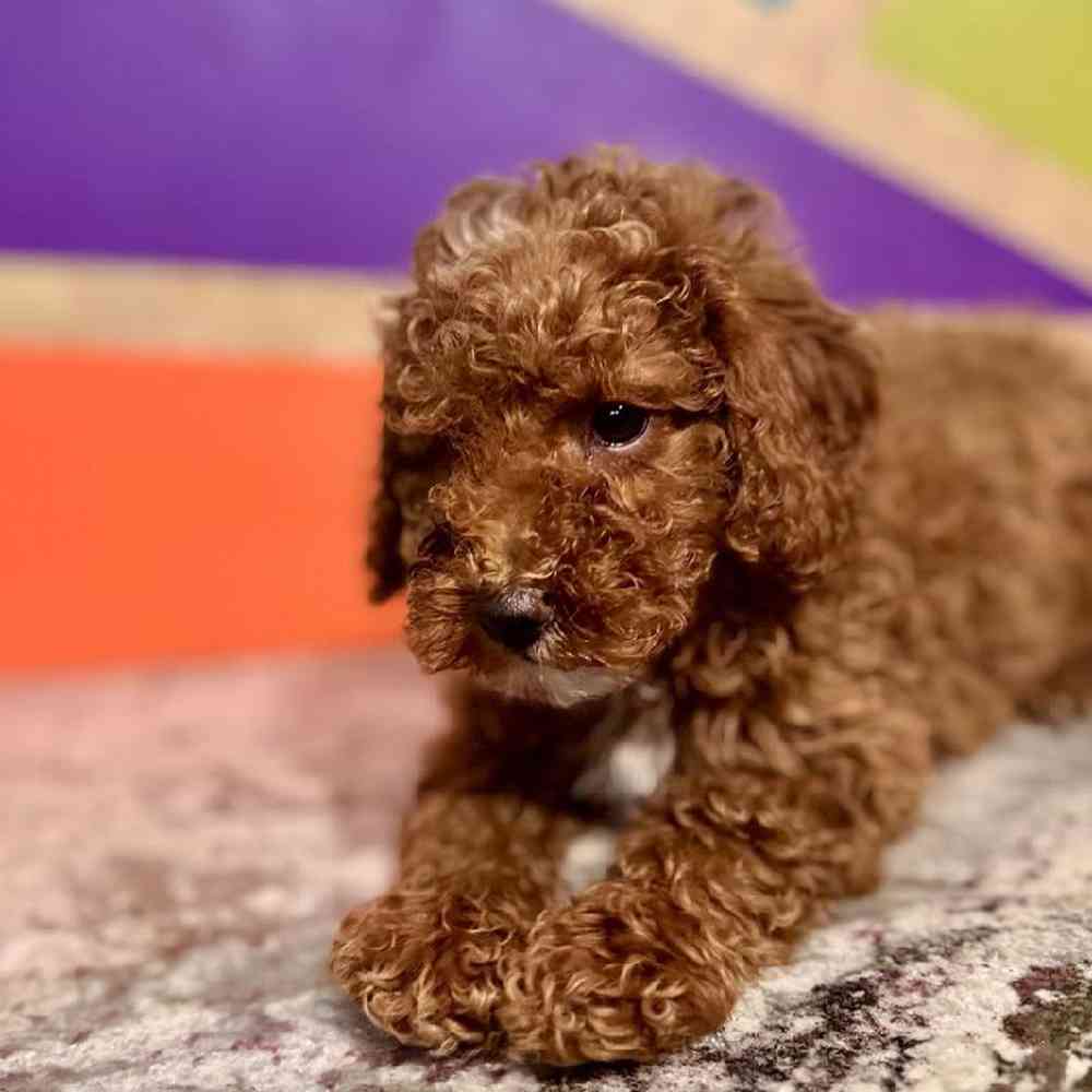 carousel pet images