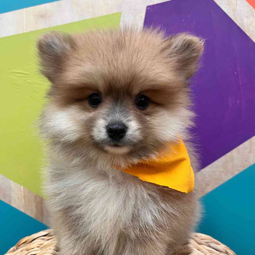 carousel pet images