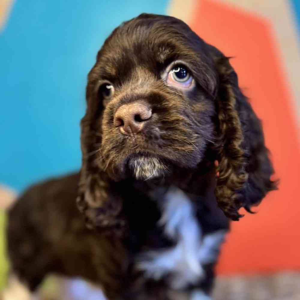 carousel pet images