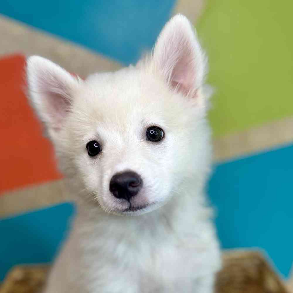 carousel pet images