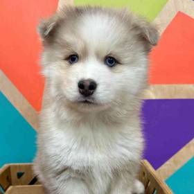 Pomsky