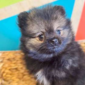 Pomeranian