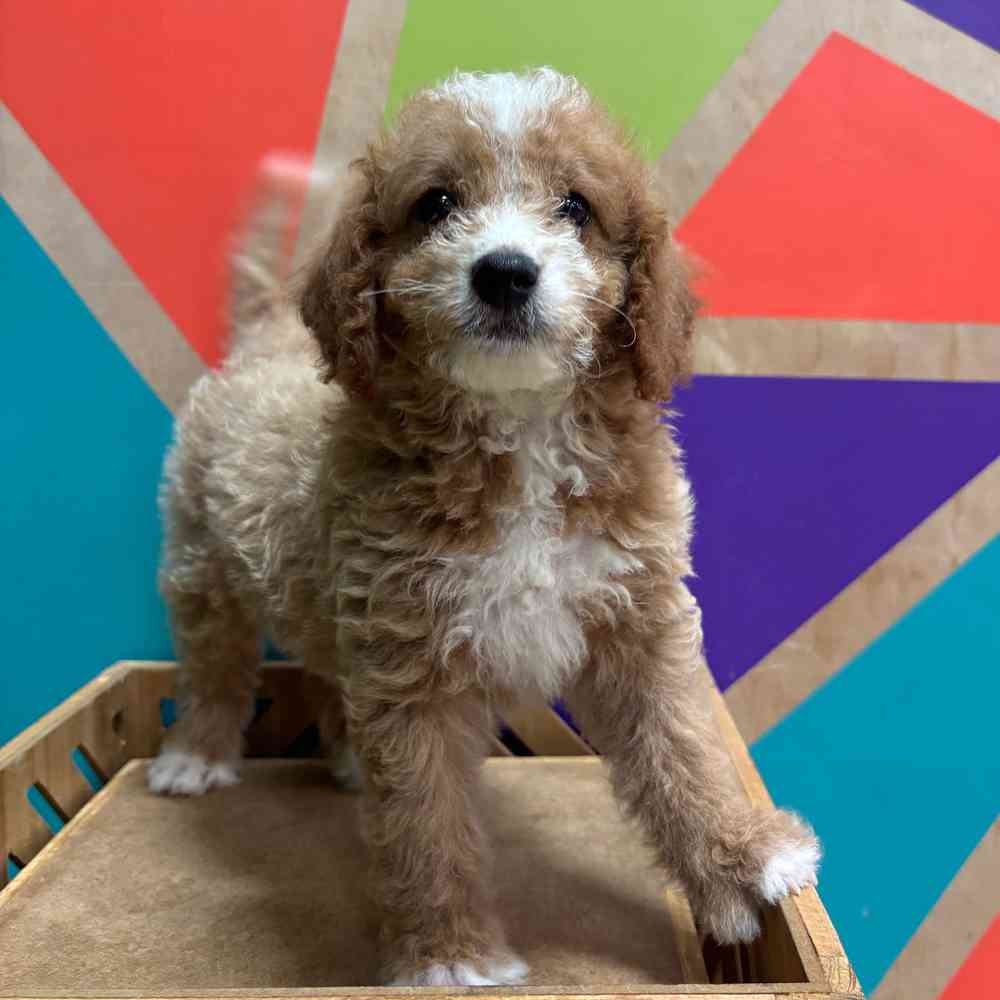 carousel pet images