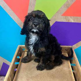 Cavapoo