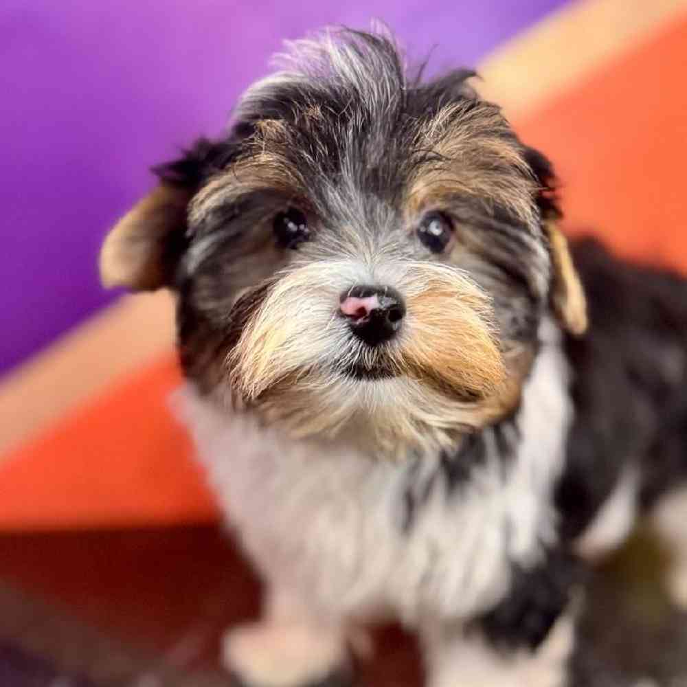 carousel pet images