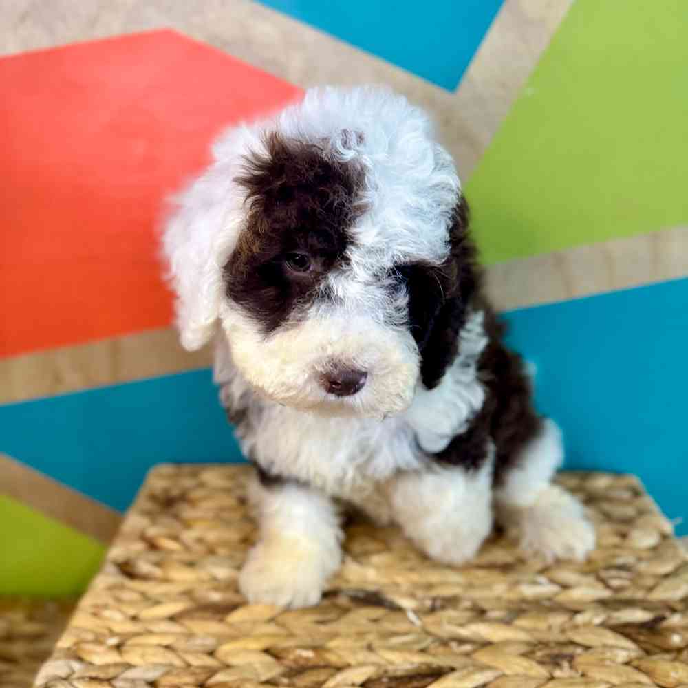 carousel pet images
