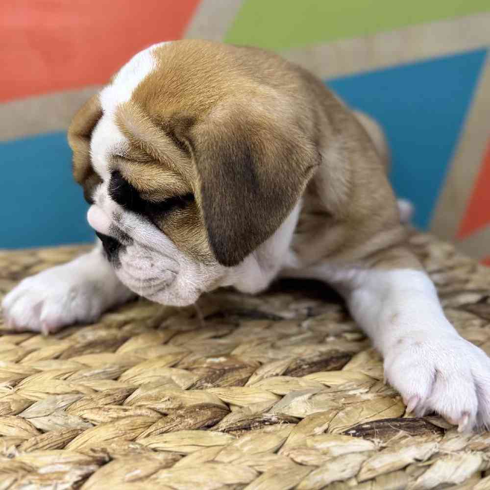 carousel pet images