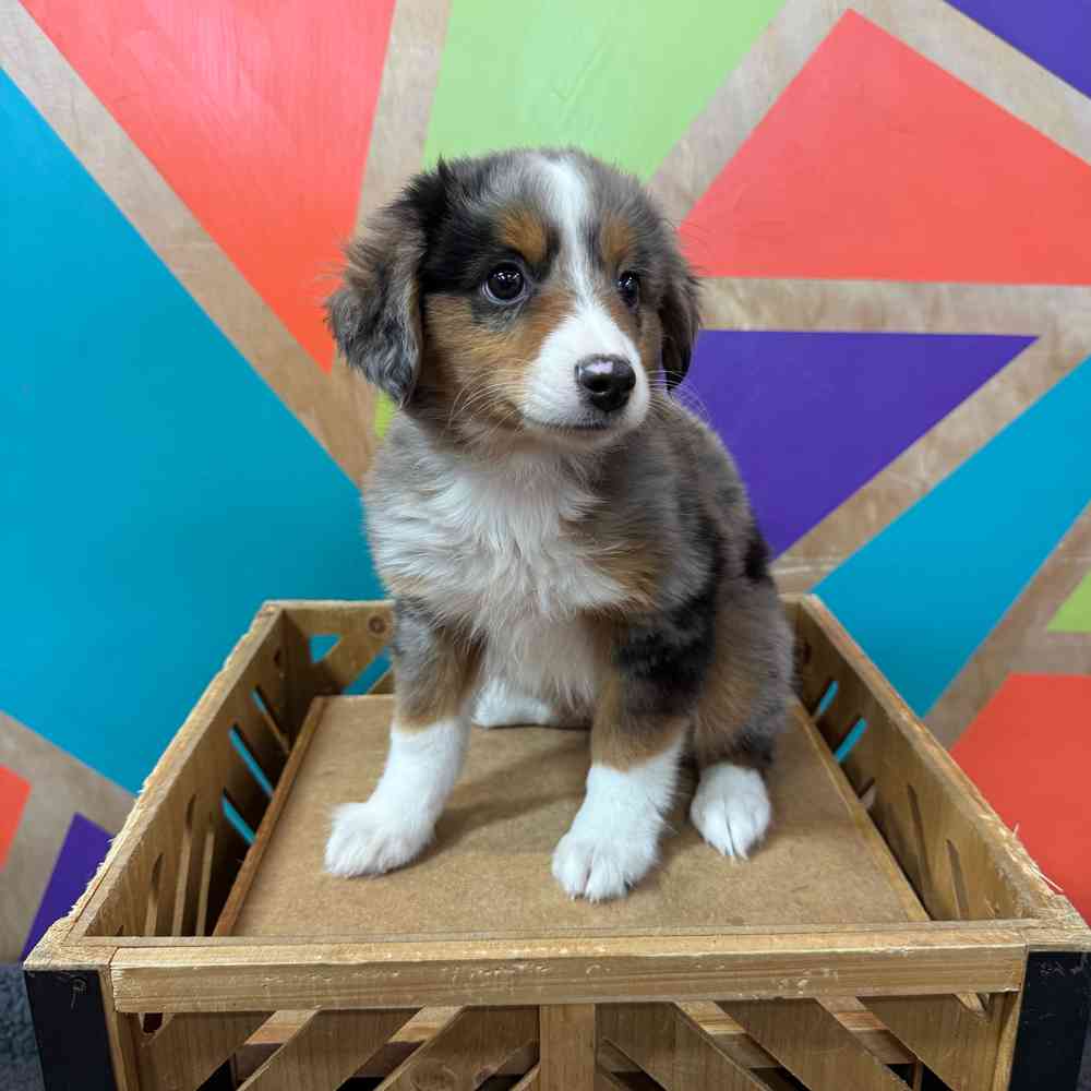Image of a pet breed in the gallery