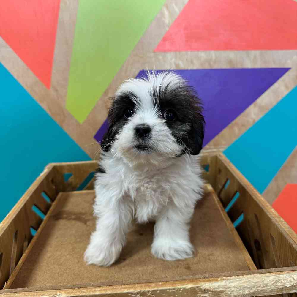 carousel pet images