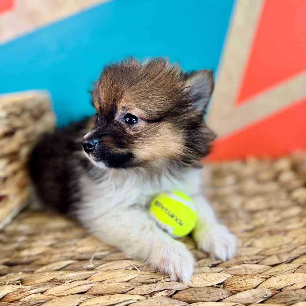 carousel pet images