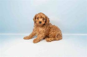 Cavapoo