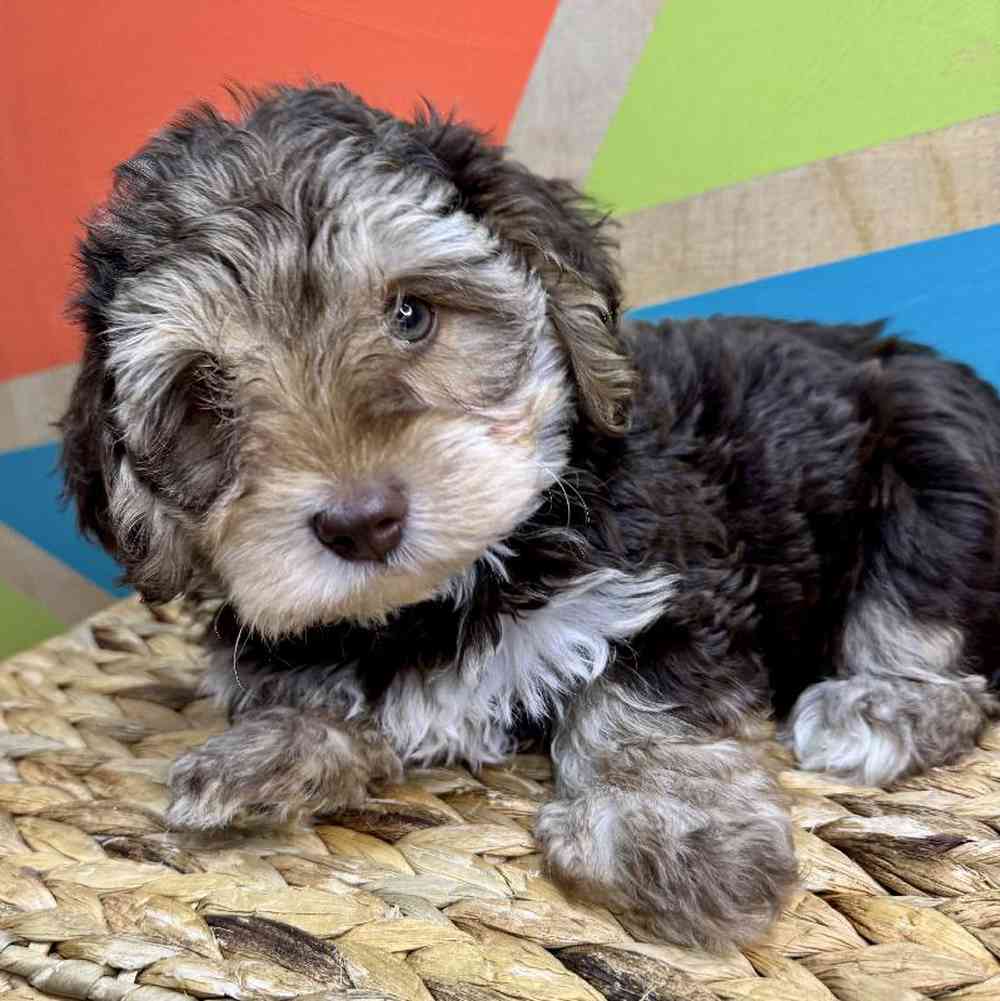 carousel pet images