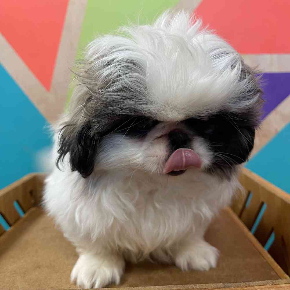 carousel pet images