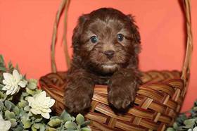 F1B Mini Labradoodle