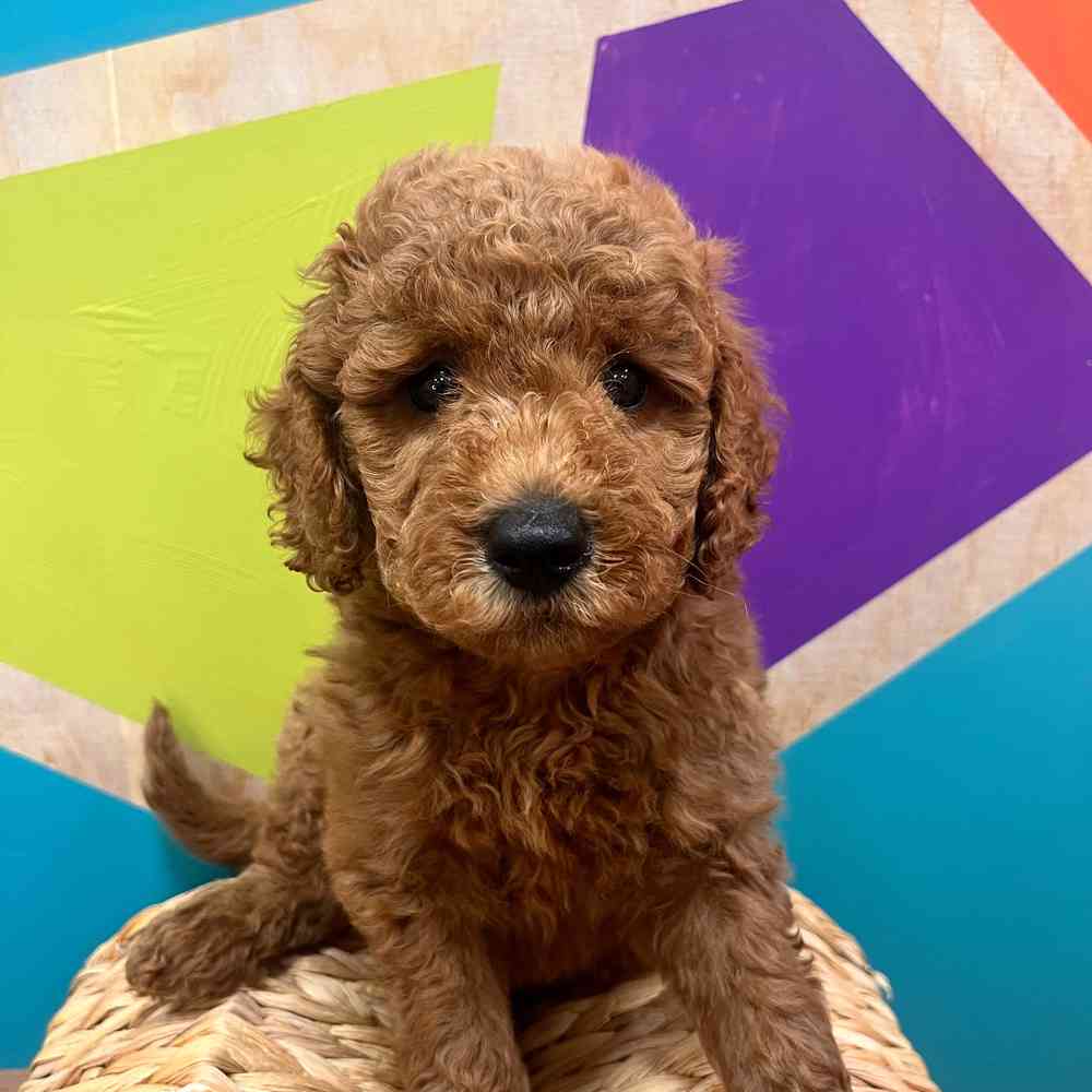 carousel pet images