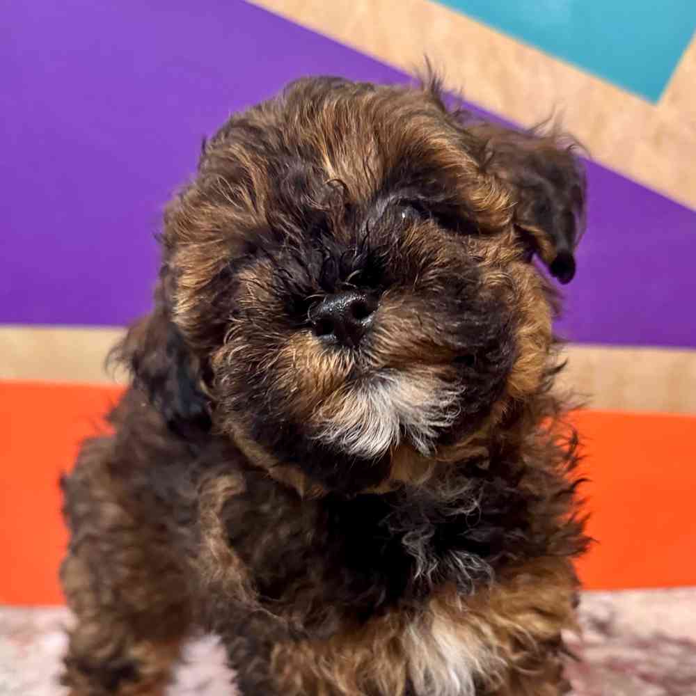 carousel pet images