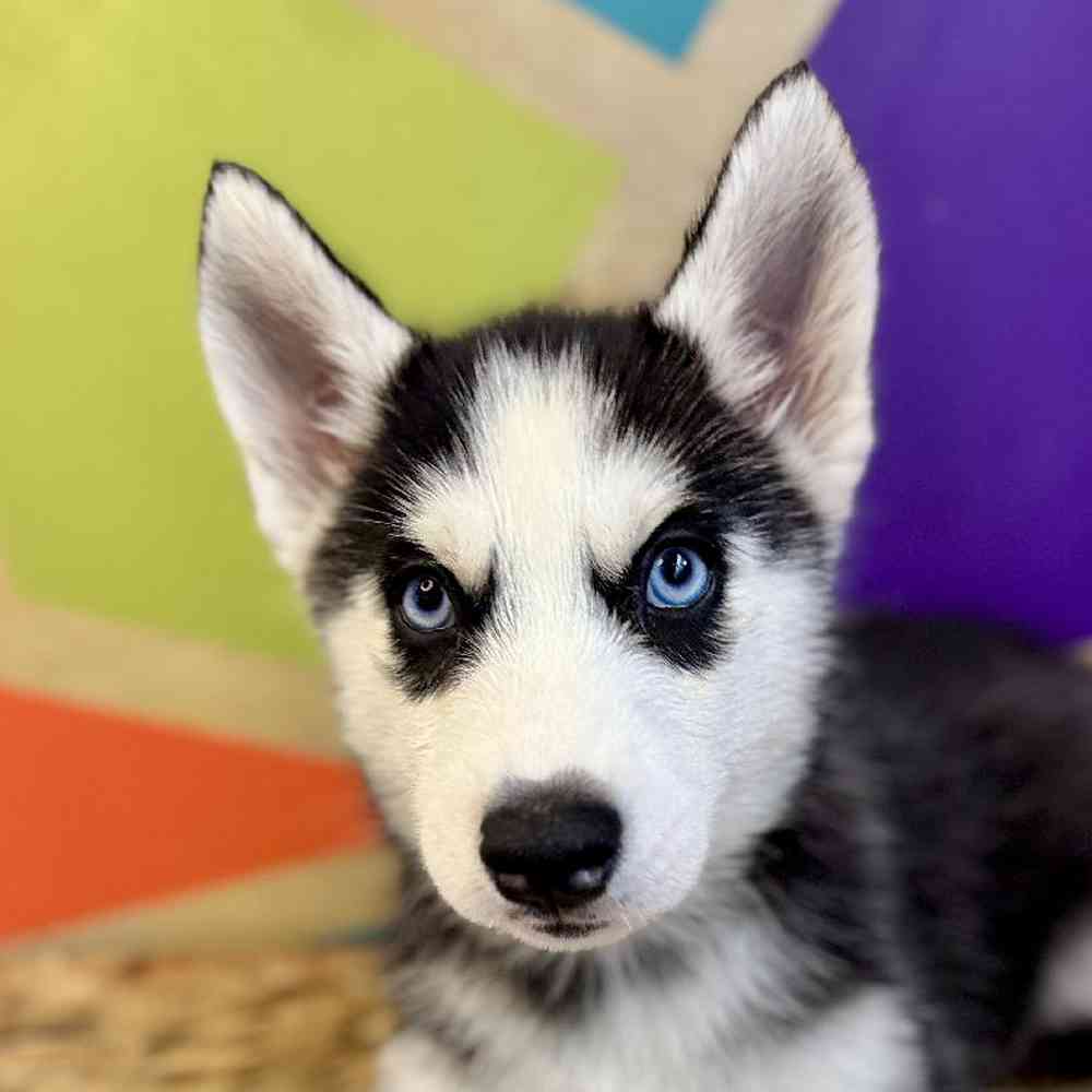 Image of a pet breed in the gallery
