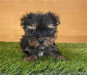 Yorkie