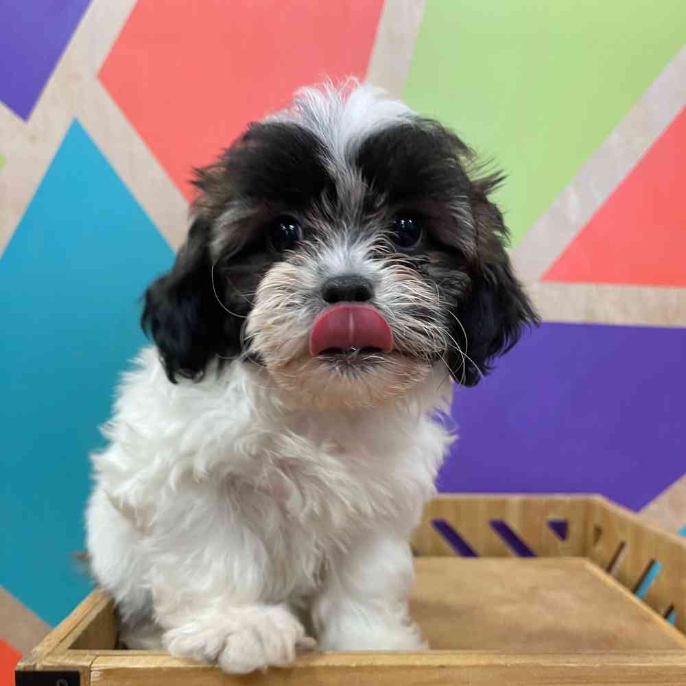 carousel pet images