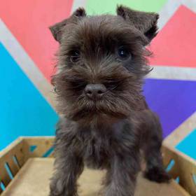 Mini Schnauzer
