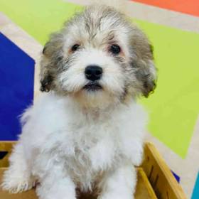 Havanese