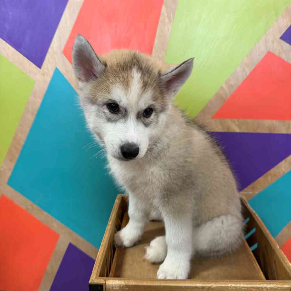 carousel pet images