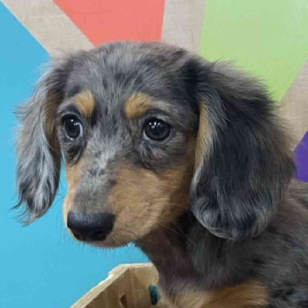 Image of a pet breed in the gallery