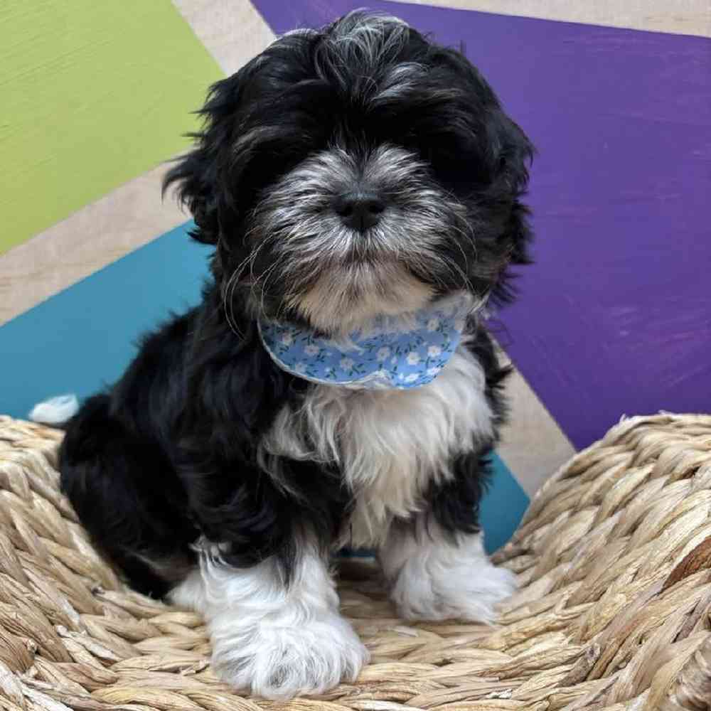 carousel pet images
