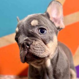 French Bulldog