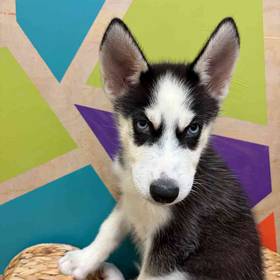 Siberian Husky
