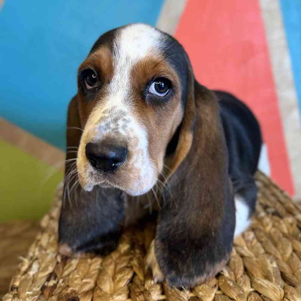 carousel pet images