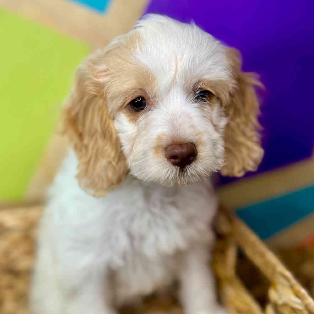 Image of a pet breed in the gallery