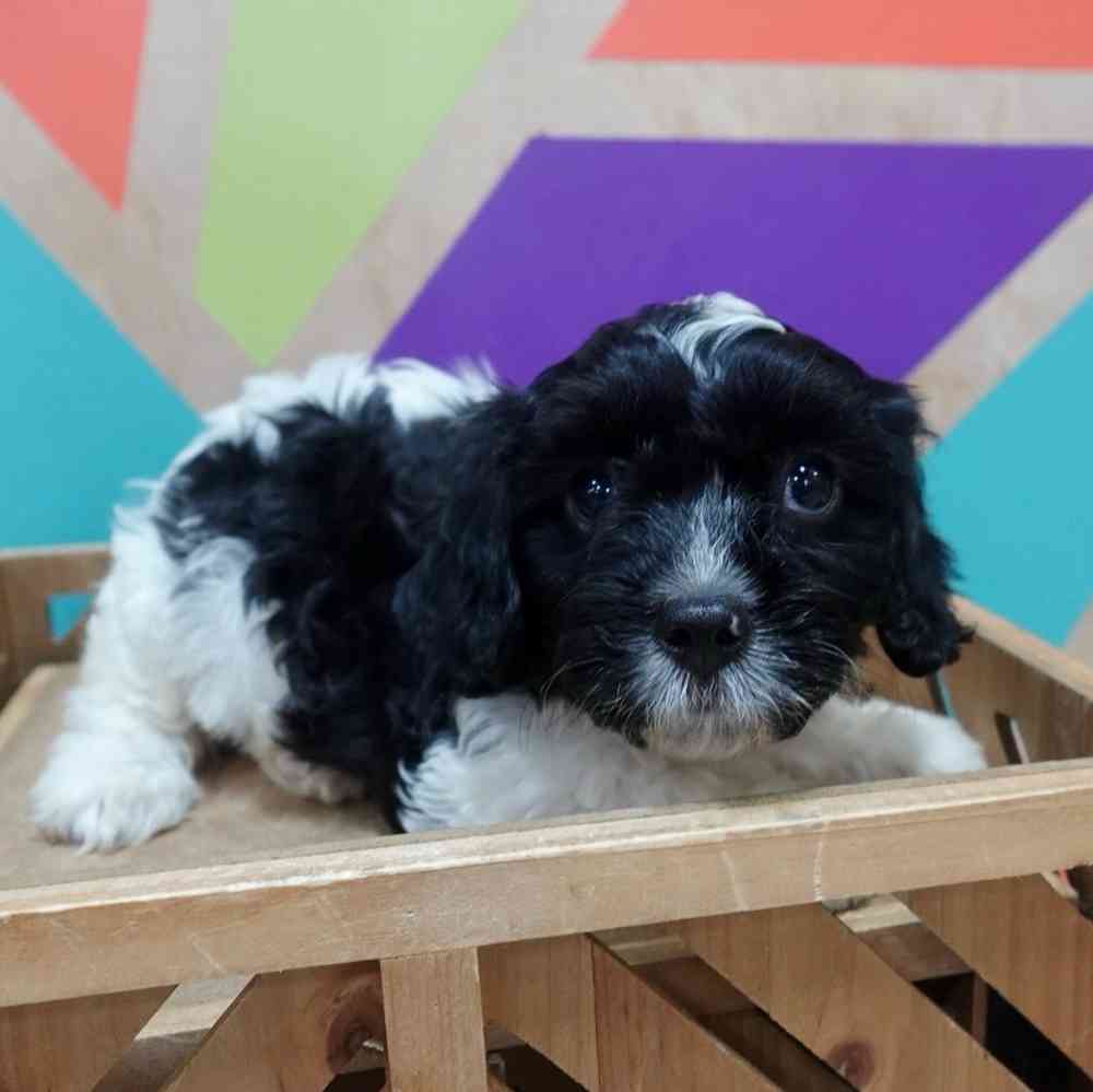 carousel pet images