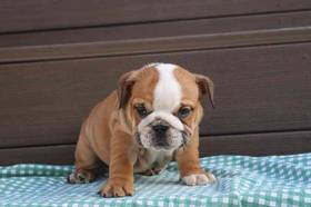 English Bulldog