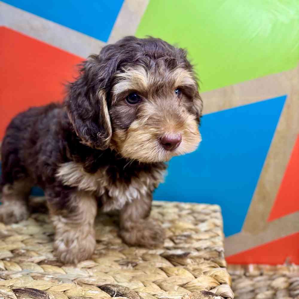carousel pet images