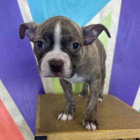 Boston Terrier