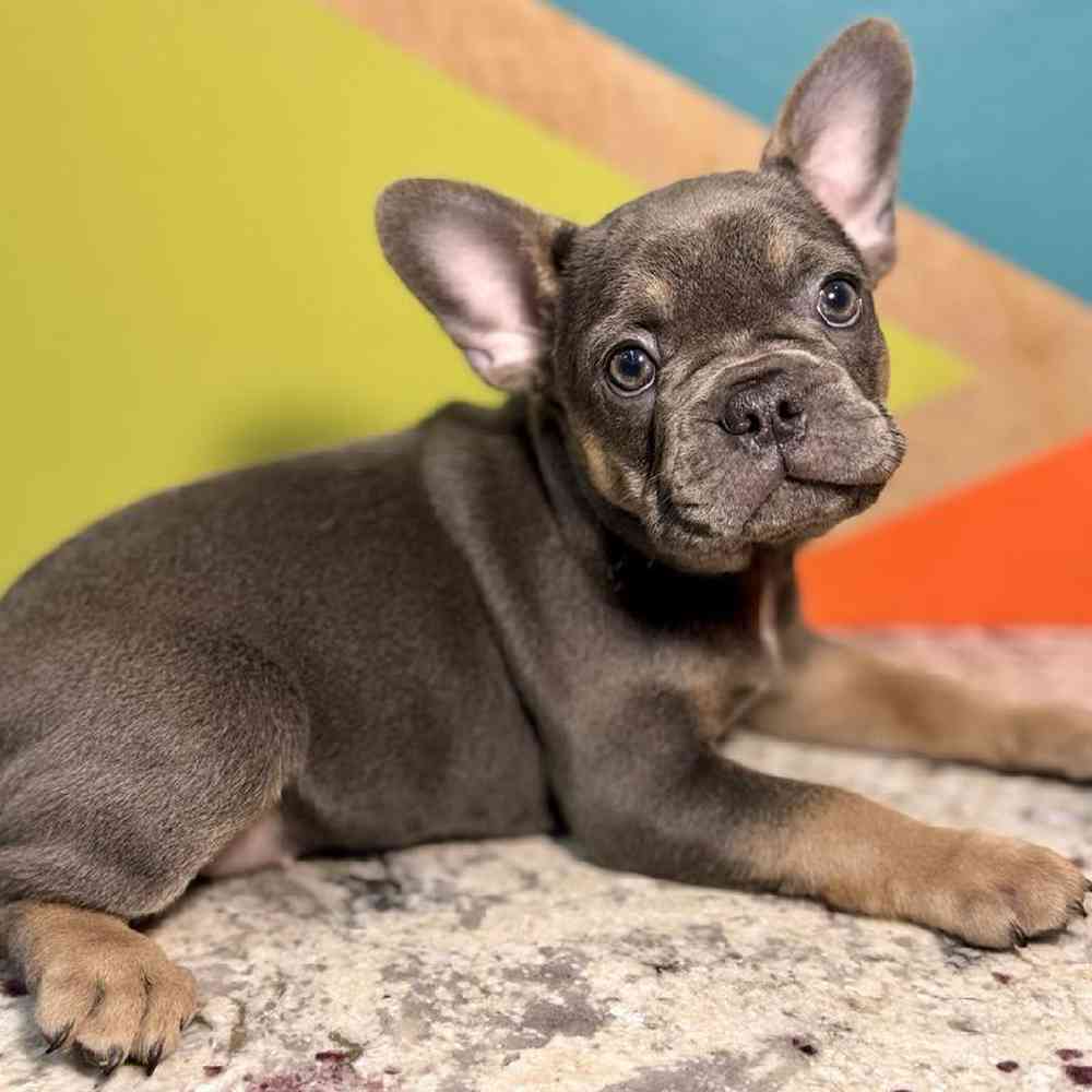 Image of a pet breed in the gallery