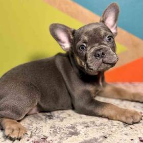 French Bulldog
