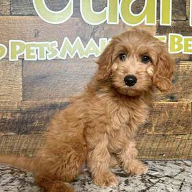 Mini Goldendoodle