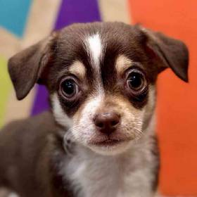 Chihuahua