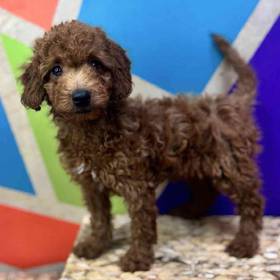 F1B Mini Goldendoodle