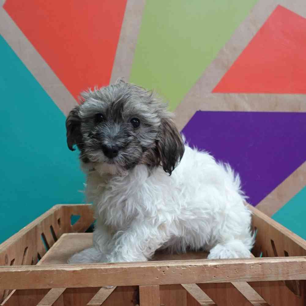 carousel pet images
