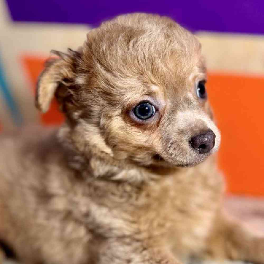 Image of a pet breed in the gallery