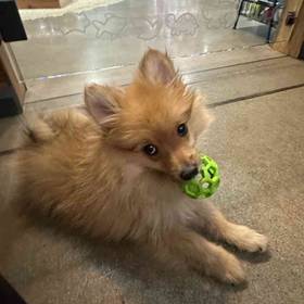 Pomeranian